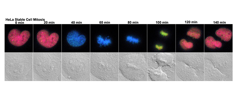 H3K9me3 dynamics in HeLa stable cells during cell mitosis