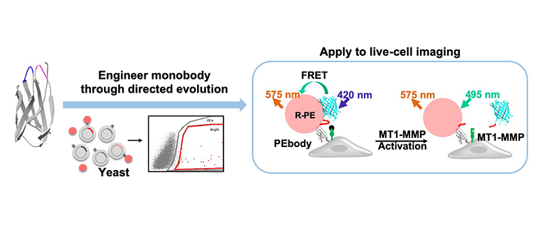 The universal platform for different kinds of epigenetic biosensor generation and optimization